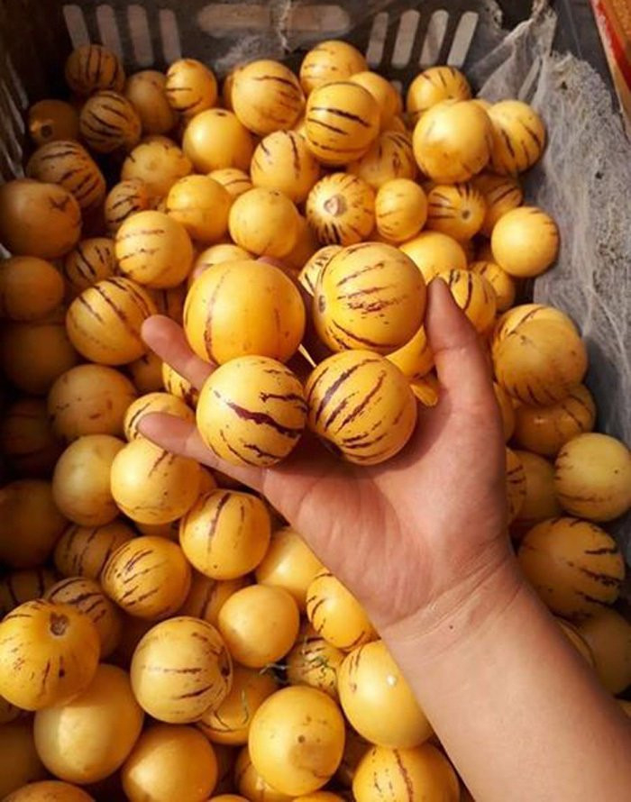 Dan Viet tranh nhau mua dua pepino nhap khau tu Trung Quoc