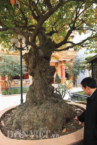 Cây lộc vừng cổ thụ nằm ngay bên cạnh căn biệt thự hoành tráng của anh Toàn ở Phú Thọ.