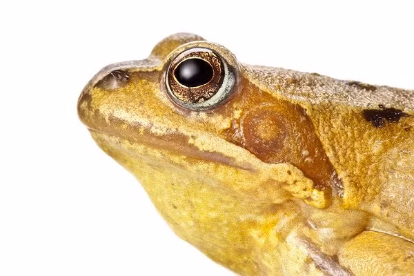 Tung ngu trong quan tai, song voi ech, nay thanh ty phu-Hinh-2