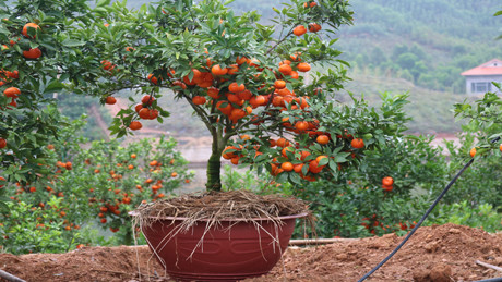 Một số cây có thế đẹp được đưa vào chậu để bán dịp Tết Nguyên đán tới đây, giá 1- 2,5 triệu đồng/cây.