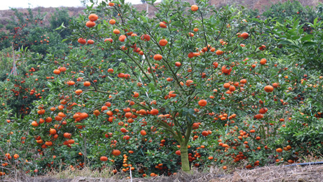 Năm nay, cam Đường Canh được mùa, quả sai trĩu cành.