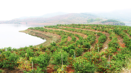 Vườn cam của gia đình chị Tư rộng khoảng 6 ha, trồng được 3 năm nay, nằm cạnh hồ Suối Nứa.