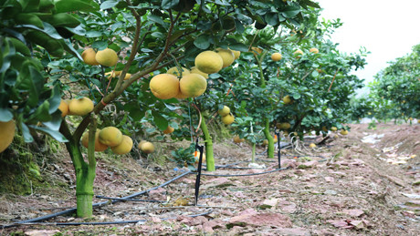Ngoài trồng cam Đường Canh, khu đồi này còn được trồng cam V2, bưởi đào đường và chanh rừng.