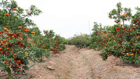 Vụ cam năm nay, gia đình chị Tư ước thu được 1,6- 1,7 tỷ đồng, trừ chi phí lãi khoảng 1 tỷ đồng.