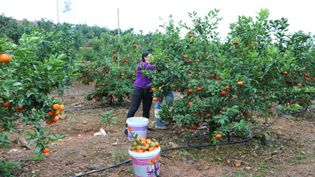 Việc tiêu thụ cam khá thuận lợi, tư thương từ Hà Nội về tận vườn thu hái.