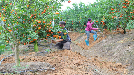Những tiến bộ khoa học kỹ thuật về trồng trọt, chăm sóc cũng được gia đình áp dụng kịp thời. Vừa thu hoạch cam, gia đình chị Tư vừa xăm gốc, bón phân giúp cây đủ dinh dưỡng kịp ra hoa đợt sau.