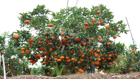 Nhiều cây cho thu gần 1 tạ quả.