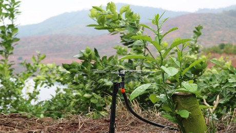 Ngoài việc tưới nước, hệ thống này còn được gia đình chị Tư dùng để cung cấp phân bón cho cây. Theo chị Tư, hiện 70% lượng phân bón cho cây ăn quả của gia đình được tiến hành thông qua hệ thống tự động này nên việc chăm sóc cây trồng rất thuận tiện, nhanh chóng.