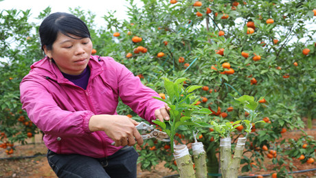 Chị Tư chọn những gốc bưởi dại khỏe mạnh để ghép mắt cho cam.