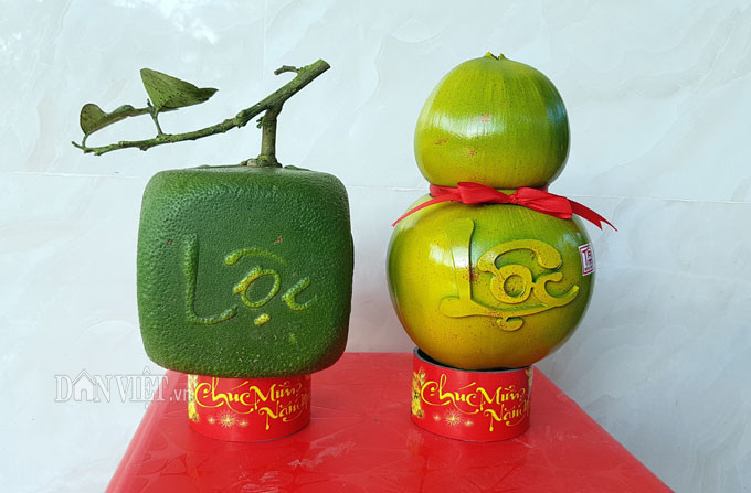 Giá bưởi vuông dao động từ 500-700 nghìn đồng/trái.