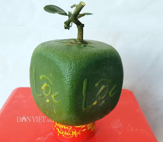 Trái bưởi hình vuông, có chữ ở 4 mặt.