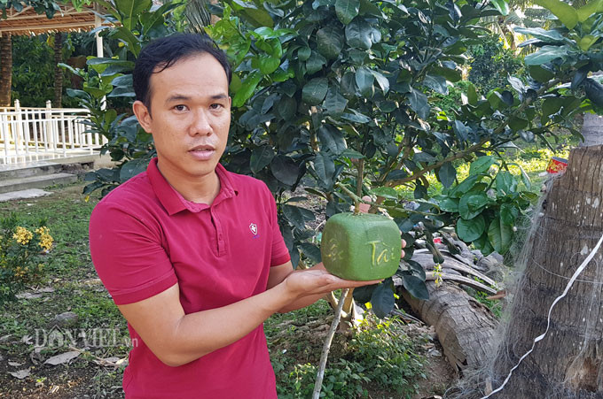 Bưởi hình vuông được sản xuất trong thời gian 5 tháng.