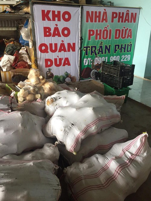Số dừa này sẽ đi đến các khu resort, khách sạn.