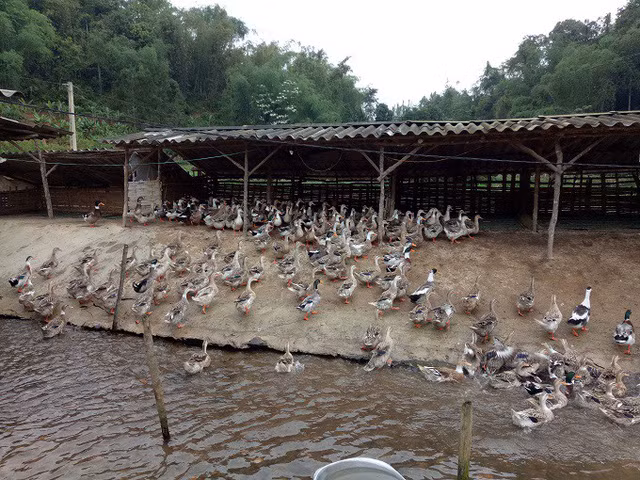 Dut tui hang chuc trieu moi thang nho vit co xanh