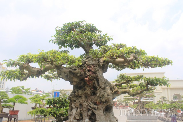 Tác giả khắc họa hình ảnh một bô lão già nua nhưng vẫn uy nghi, lẫm liệt, kiêu hùng, hiên ngang.