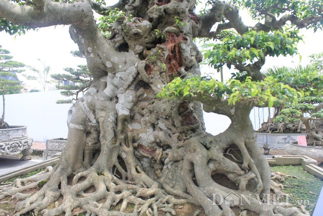 Tác phẩm "tiên lão giáng trần" có bộ rễ ăn đều ra mọi phía, mạnh mẽ chắc chắn. Bên cạnh gốc có một cây nhỏ như cháu chắt vui đùa bên ông bà.