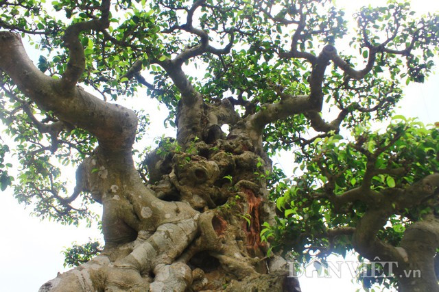 Thân cây sanh cổ to khỏe, với những vết sẹo của năm tháng hằn lên vô số mang đến cho người xem sự thích thú.