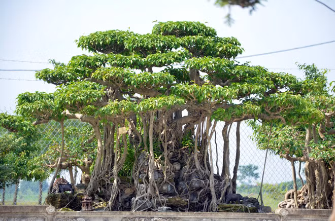 Cap sanh co thu gia gan 10 ty khien nguoi xem choang vang