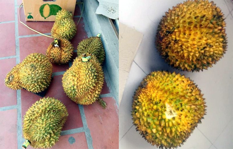 Sầu riêng mua giải cứu có màu vàng khác lạ. Ảnh: Facebook.