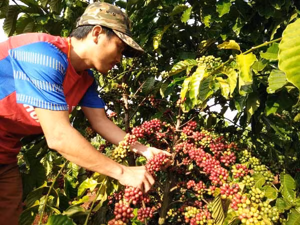 Vì giá hạ, nhiều vườn cà phê để trái chín đỏ cây. Trong ảnh: nông dân trồng cà phê ở Chư Sê đến ngó cà phê rồi về.
