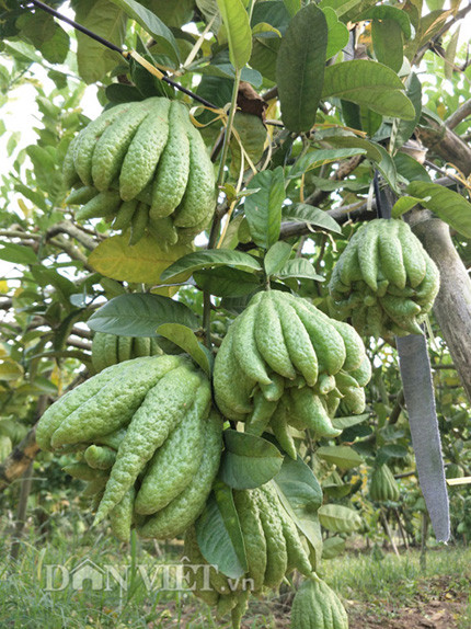 Do vườn phật thủ sai trĩu quả nên bà Tình phải dùng các cây tre, gỗ để chống tránh cây bị đổ.