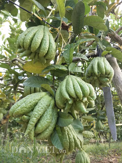 Do vườn phật thủ sai trĩu quả nên bà Tình phải dùng các cây tre, gỗ để chống tránh cây bị đổ.