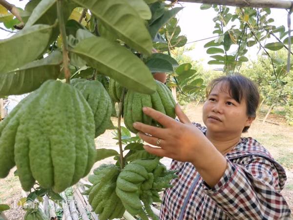 Bà Tình đang chăm sóc phật thủ để chuẩn bị cắt bán cho khách vào dịp Tết Nguyên Đán 2018.