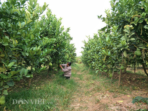 Theo bà Tình, hiện nhiều người vẫn băn khoăn không biết trồng cây gì để bán Tết, theo tôi nếu bà con có đất tốt nên trồng thử phật thủ và nghiên cứu kỹ cách trồng sẽ cho hiệu quả kinh tế cao.