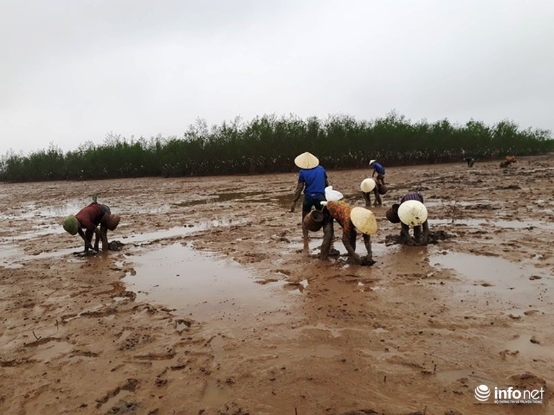 Hàng chục người phụ nữ ở Đa Lộc mang giỏ đi bắt cá còi.