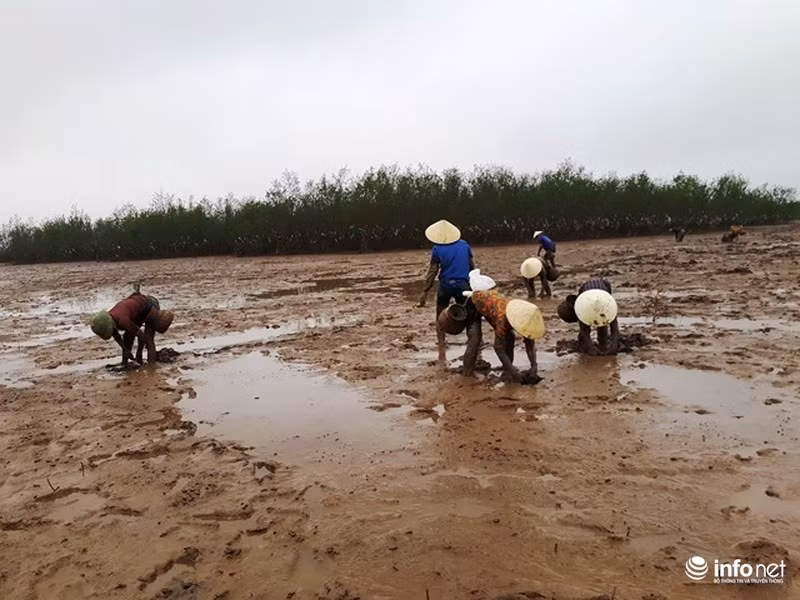 Hàng chục người phụ nữ ở Đa Lộc mang giỏ đi bắt cá còi.