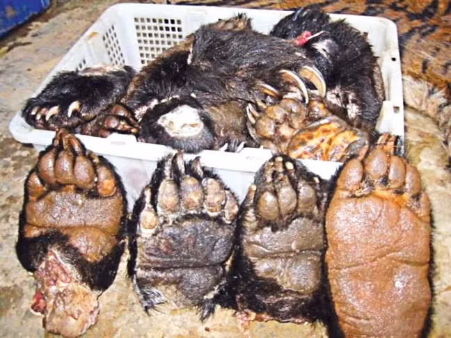 Thuc khach choang nang mon thit ho trong thuc don nha hang-Hinh-2