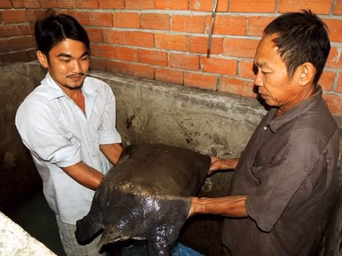 Con cua đinh này đã của ông được nhiều người trả 20, 30 triệu đồng.