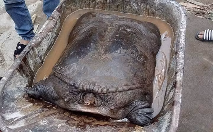 Trước đó, một người dân ở xã Đình Tổ, huyện Thuận Thành, tỉnh Bắc Ninh đã bắt được cặp cua đinh nặng 50kg bên bờ sông Đuống.