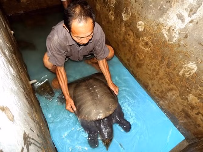 Một trường hợp khác là ông Đỗ Trung Quốc, ấp Tiên Tây Thượng, xã Tiên Thủy, huyện Châu Thành cũng đã bắt được một con cua đinh nặng 23,5kg, dài khoảng 81cm, chiều ngang 50cm.