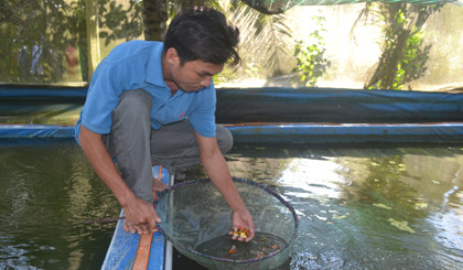 Nhờ nghề nuôi cá kiểng mà nhiều hộ nông dân xã Mỹ Hội, huyện Cái Bè, tỉnh Tiền Giang trở nên giàu có.