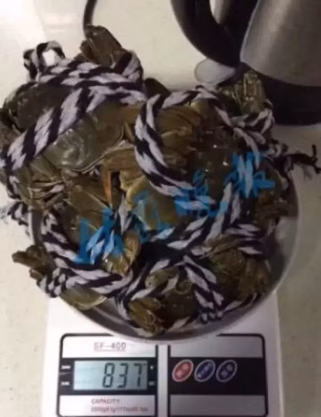 Bo 5,5 trieu nhan 10 con cua to hon dong xu: Cu lua dau de doi-Hinh-3