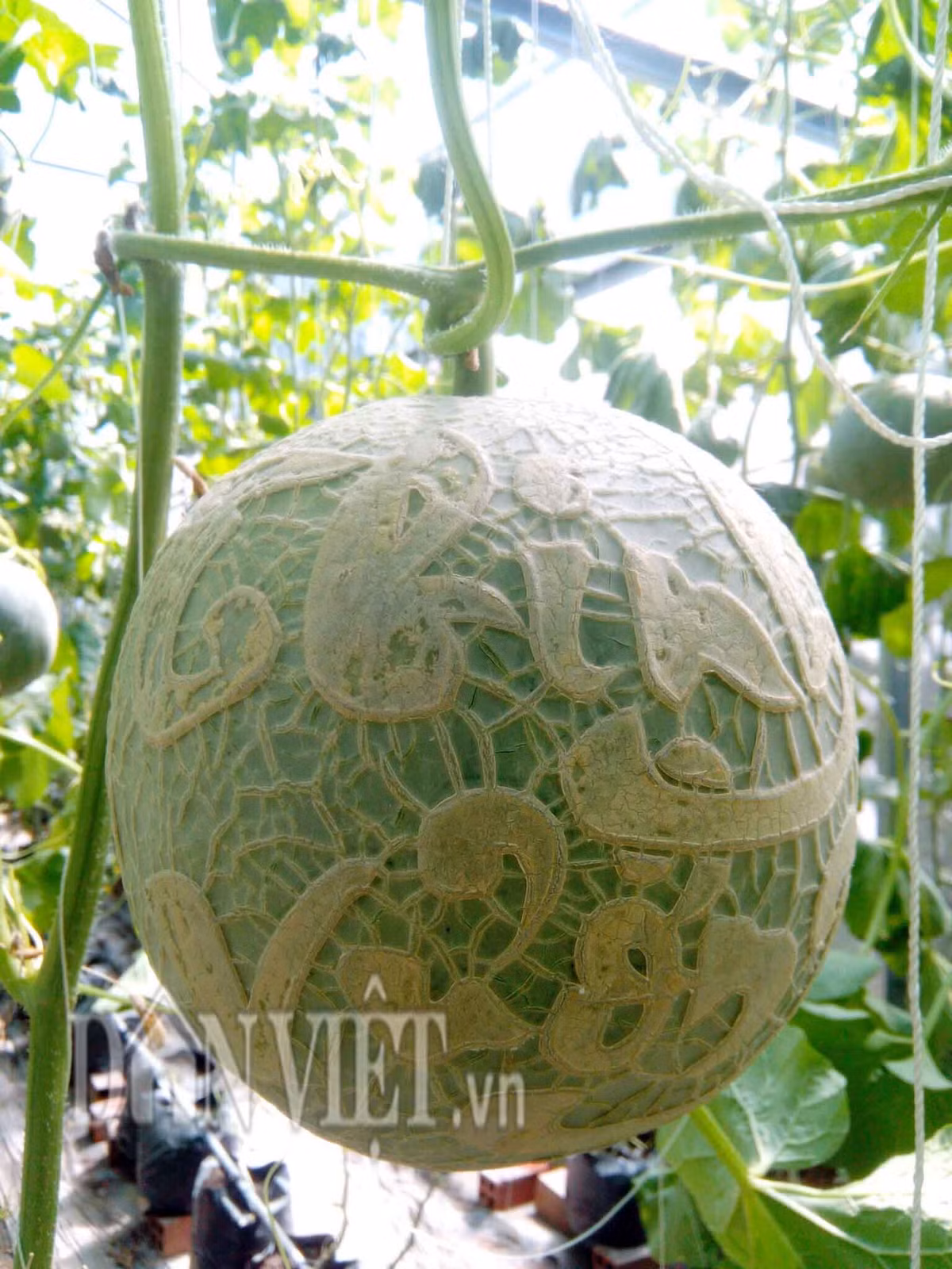 Anh Tiền có thể in cùng lúc 2 chữ trên cùng 1 trái dưa lưới.