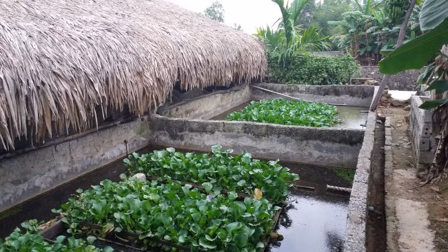 Kinh hai luon duoc tam thuoc tranh thai de beo vang-Hinh-2