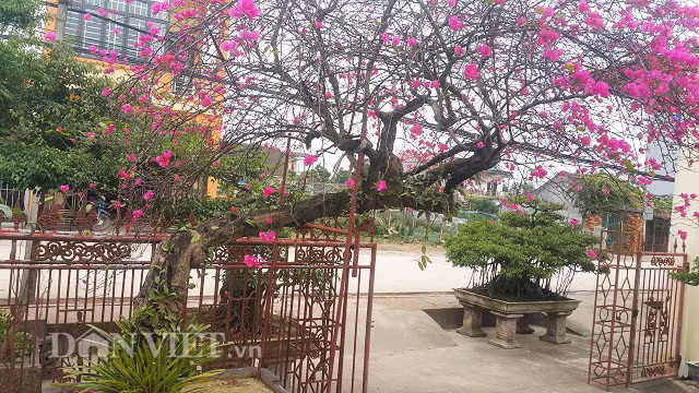 Cây hoa giấy của ông Phương hoa có màu đỏ hồng tươi, càng làm tăng vẻ đẹp và giá trị của cây.