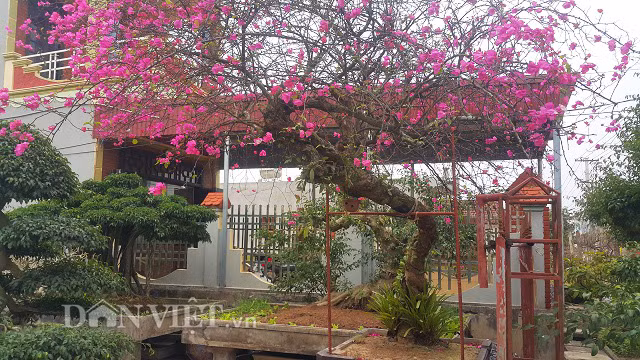 Cây hoa giấy độc đáo này có tuổi đời lên tới hơn 40 năm và cao hơn 3m.