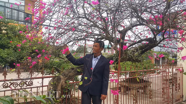 “Để mua được cây về tôi không chỉ phải bỏ ra một số tiền lớn mà còn mất nhiều công sức đến thuyết phục thì gia đình đó họ mới đồng ý bán.” ông Phương nhớ lại.