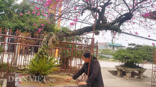 Cây hoa giấy của gia đình ông Phương không đơn thuần chỉ để chơi hoa như thông thường mà còn được coi là cây kiểng nghệ thuật, vì thế giá trị của cây càng cao.