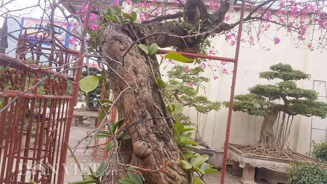 Thân cây già nua, sần sùi và có đường kính cực lớn.