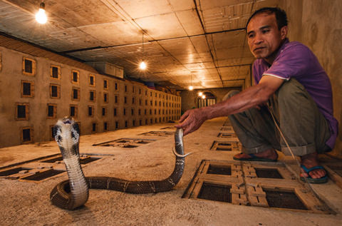 Trên địa bàn xã Vĩnh Sơn hiện có khoảng 850 hộ chăn nuôi rắn (chiếm gần 70% số hộ của toàn xã). Hàng năm, đã xuất ra thị trường hàng chục ngàn rắn con, trên 120 tấn rắn thương phẩm và hàng vạn các sản phẩm từ rắn. Ảnh: vinhphuc.gov.vn.