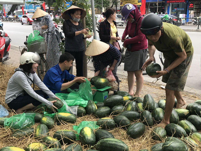 Giữa trưa, các bà các chị đội nắng đi chọn mua dưa.