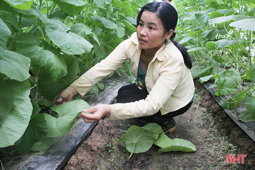 Chị Dương Thị Hà đang giúp gia đình tỉa bớt phần lá dưới gốc để tránh cây bị nấm, vi khuẩn xâm nhập làm thối rễ.