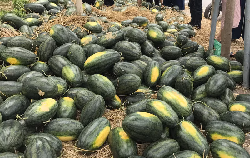 ...và xếp la liệt trên vỉa hè Hà Nội chờ người dân đến mua.