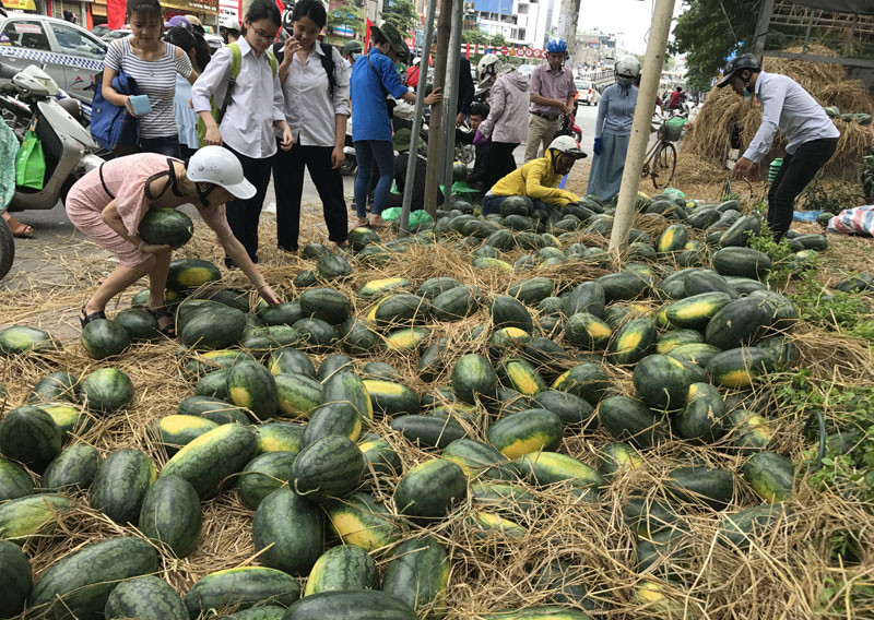 Mỗi người chọn mua 1-2 quả dưa, thậm chí có người mua cả 5-6 quả.