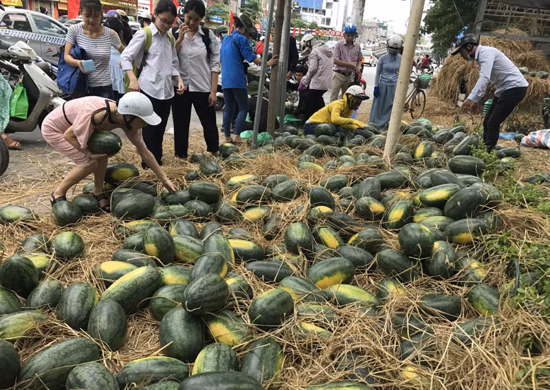 Mỗi người chọn mua 1-2 quả dưa, thậm chí có người mua cả 5-6 quả.