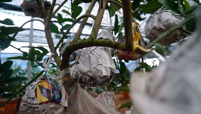 Đối với những cây phật thủ cỡ đại, trên thân được ghép vài chục quả trở lên thì có giá từ 5 - 20 triệu đồng/cây, có thể có những cây còn cao hơn tùy vào tuổi, tán cành và số lượng quả trên cây.